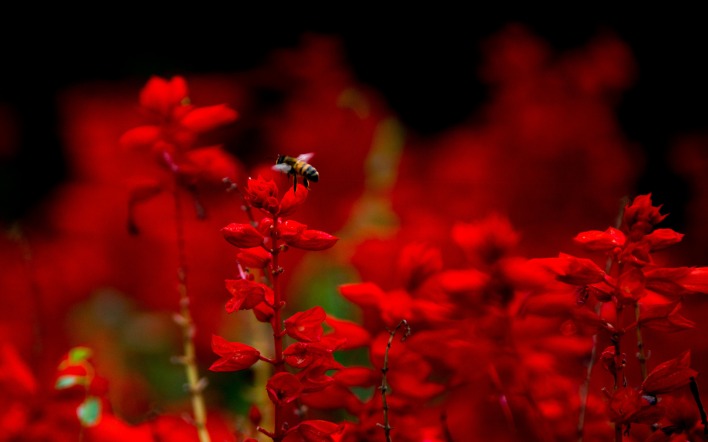 цветы пчела макро