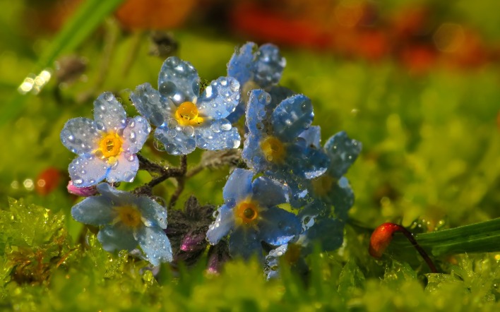 капли цветы голубые макро
