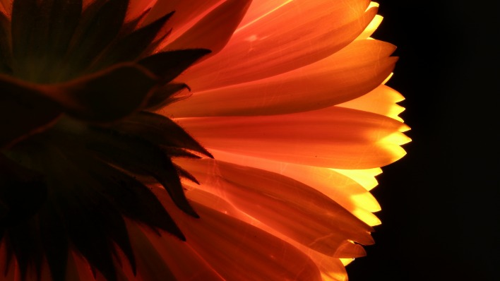 цветок лепестки оранжевые макро