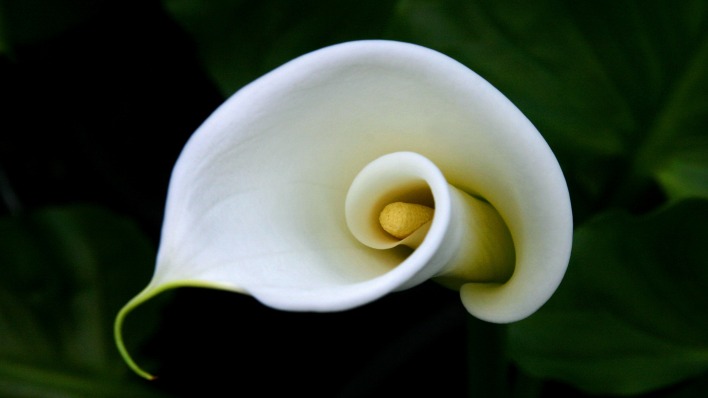 цветок белый лилия пестик