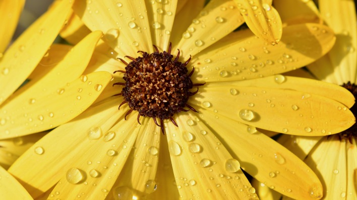 цветок желтый макро капли