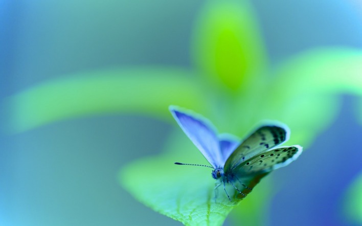 бабочка макро лист размытость циан