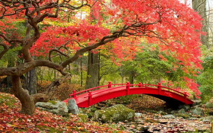 осень лес мост листва