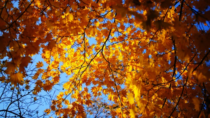 деревья осень небо листья