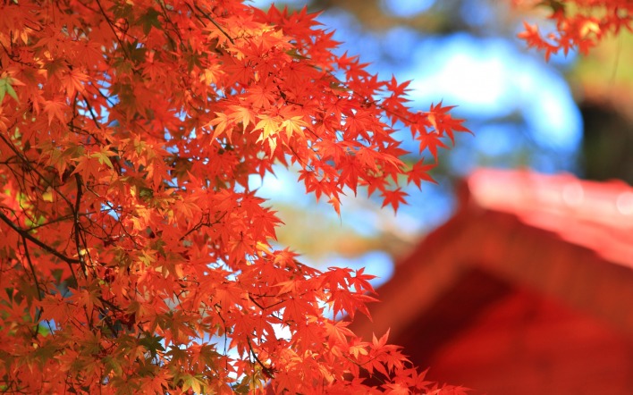 листья осень красные клен
