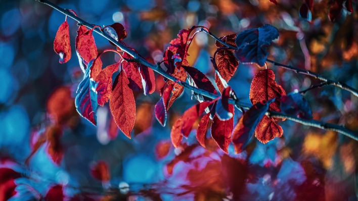 ветка осень листья красные листья