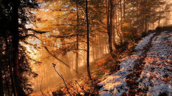 лес осень осенний лес деревья