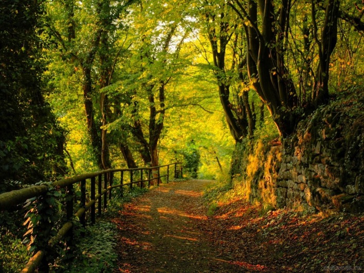 Осенняя дорожка в лесу