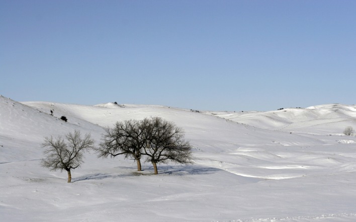 Деревья в поле снега