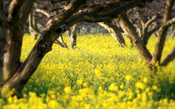 Желтая поляна в деревьях