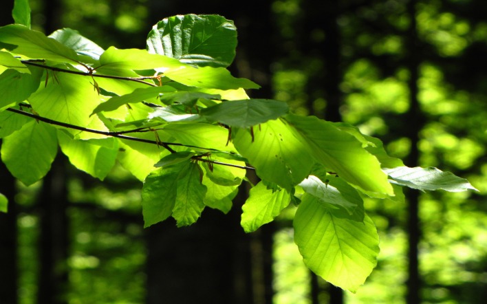 Ярко зеленые листья в лесу