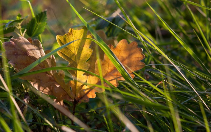 Сорвавшийся листок в траве