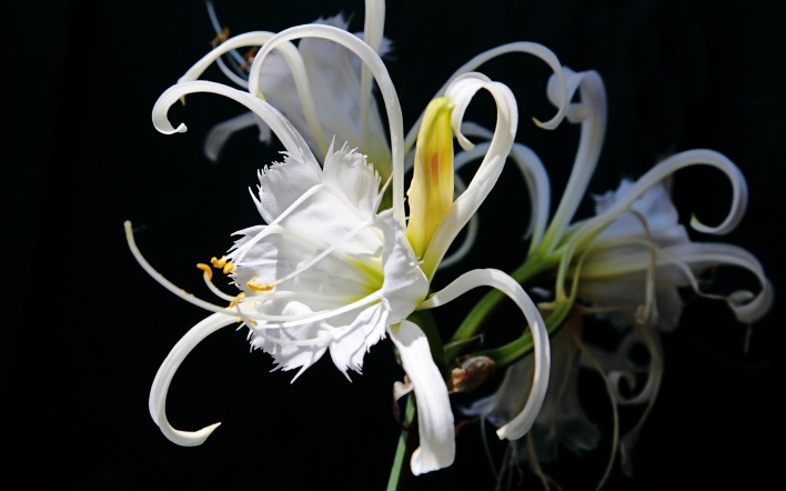 Белые цветки на черном фоне