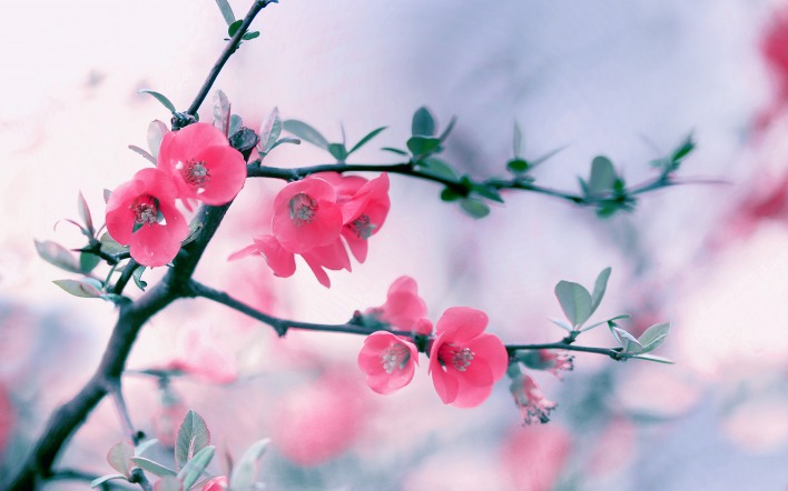 Розовые цветочки цветущего дерева