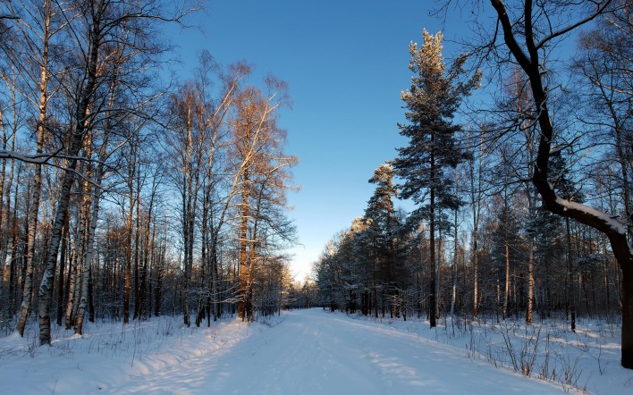 Русский зимний лес