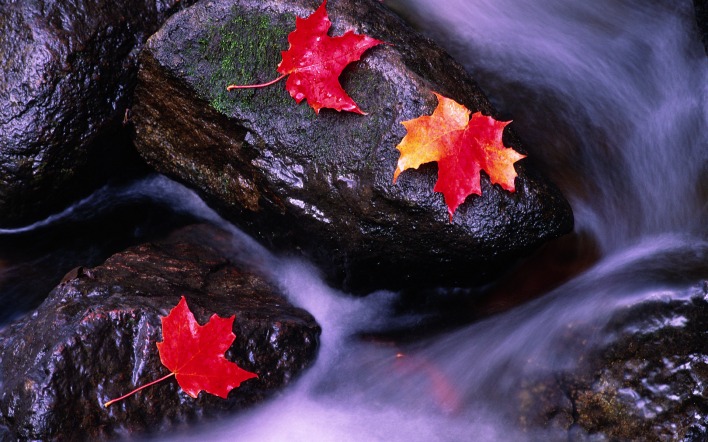 Мокрые листья на камне в реке
