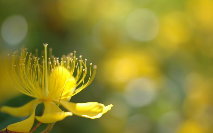 Ярко-желтый цветок