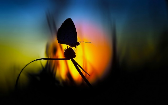Бабочка закат трава