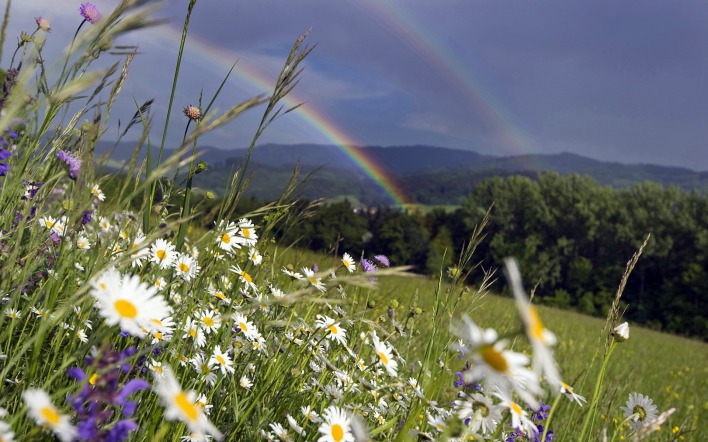 Две радуги над полевыми цветами