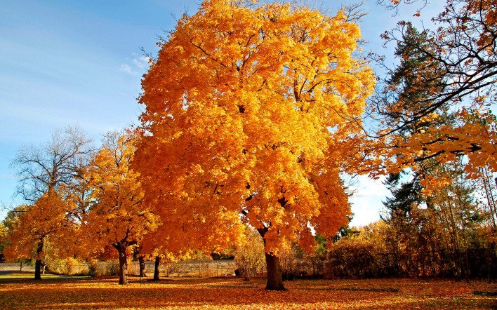 Желтые листья осеннего дерева
