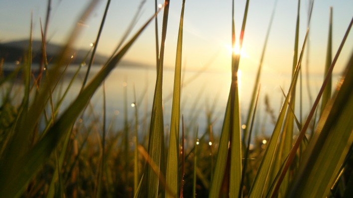 Трава, солнце море