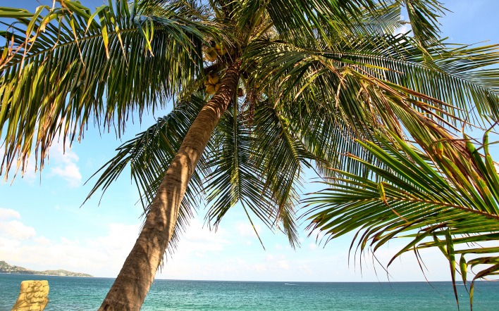 пальмы у моря