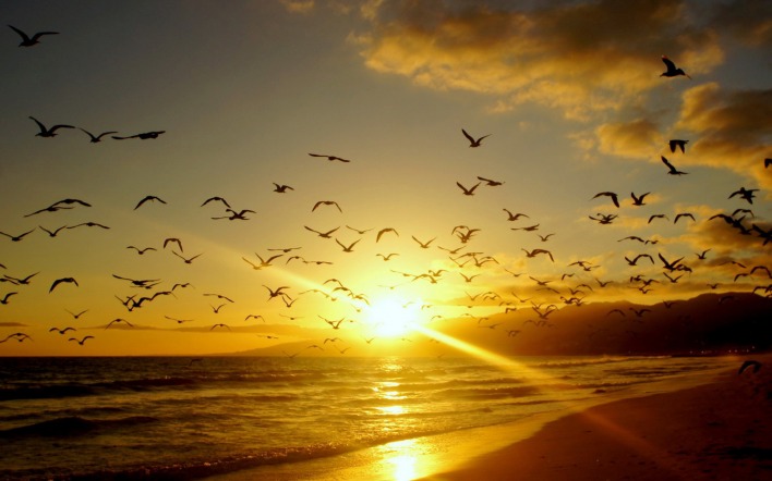 стая птиц на морском закате
