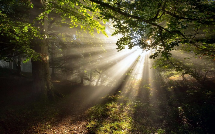 пробивающиеся лучи солнца в лесу