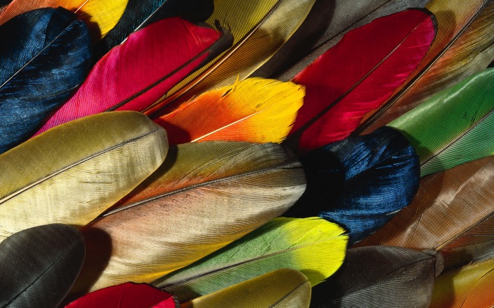 разноцветные перья