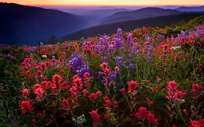 цветочная поляна в горах