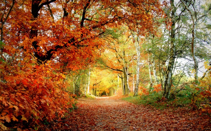 Осенняя лесная тропа