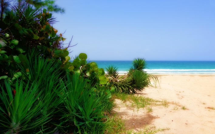 море пляж песок растительность