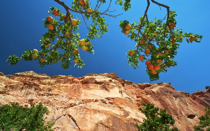 персиковое дерево скалы небо