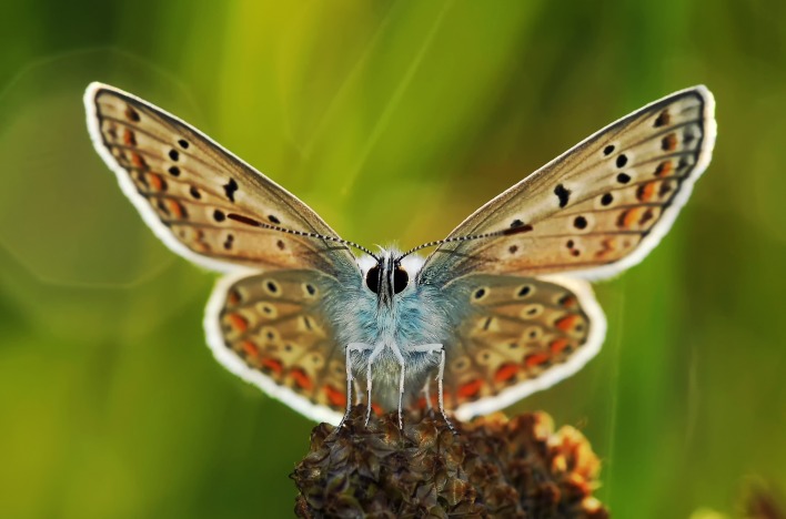 Бабочка насекомое крылья