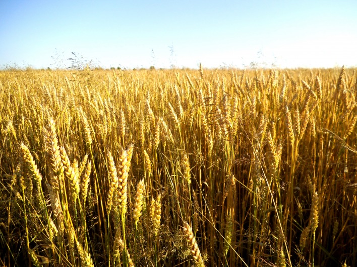 Пшеница колосья поле