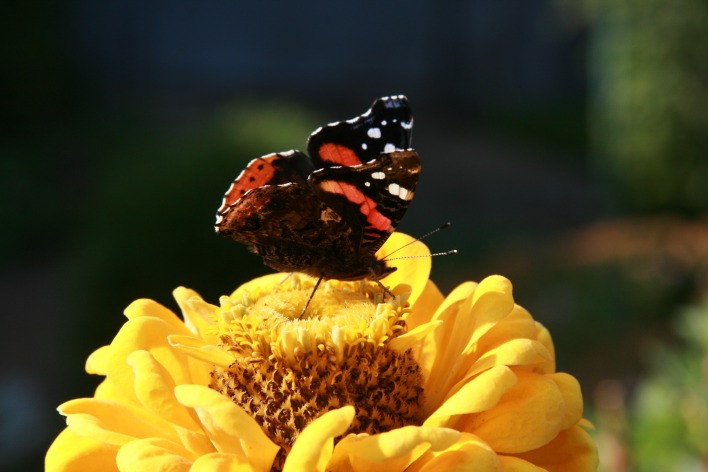 Бабочка цветок