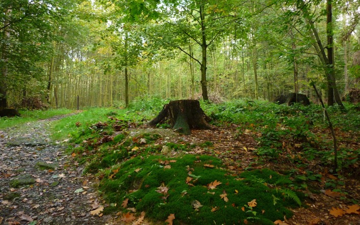 природа деревья лес дорога