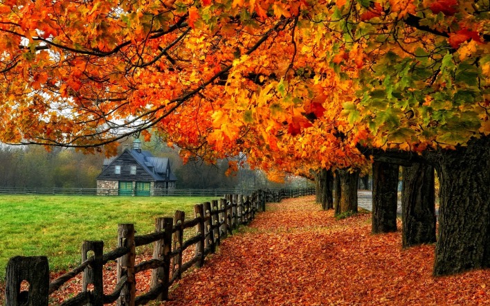 природа осень деревья листья забор дом