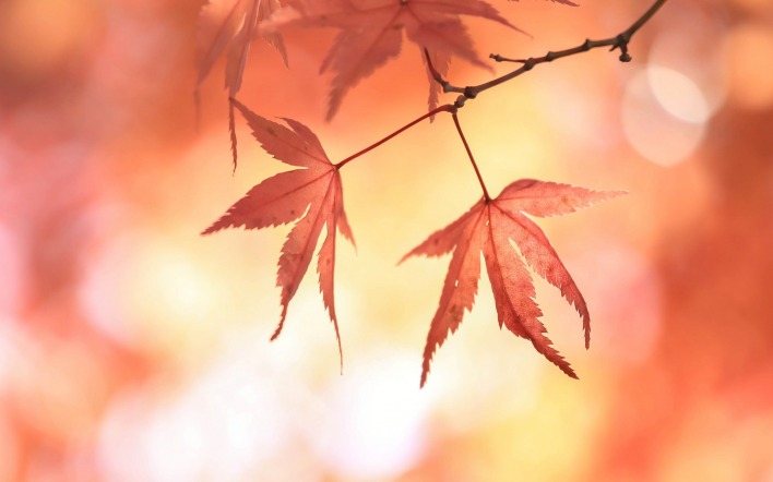 листья осенние размытый фон