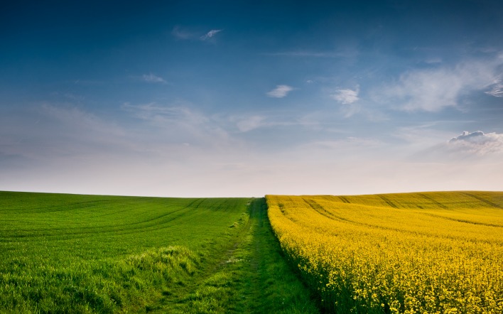 поле дорога желтое зеленое