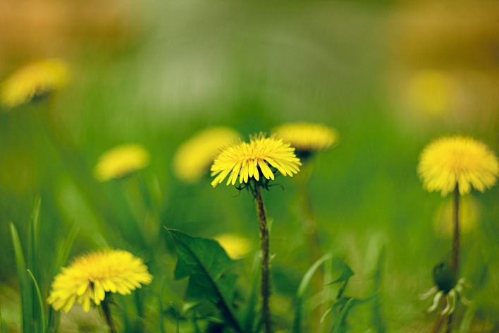 Одуванчик природа желтые цветы трава