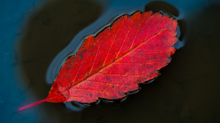 лист оранжевый осень вода природа