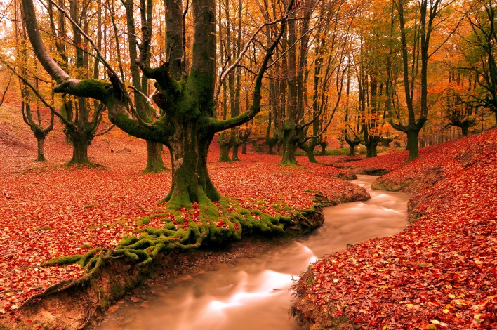 Осень листья речка