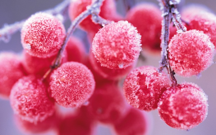 Зима ветка красные ягоды
