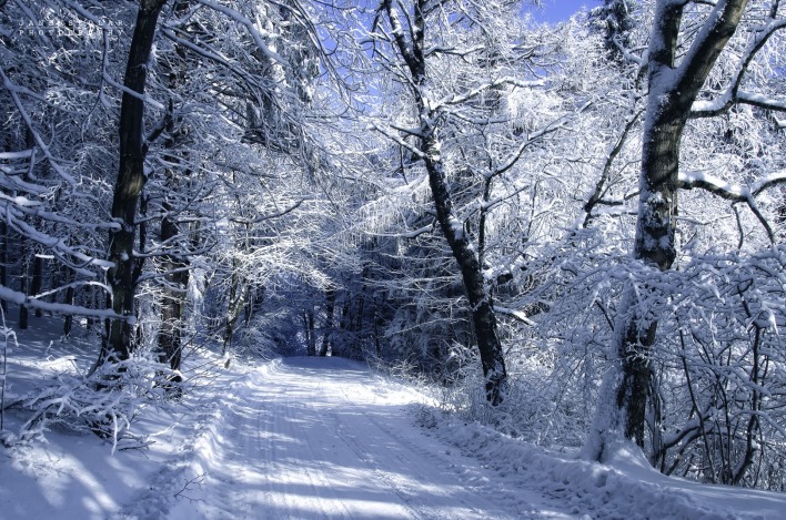 Дорога зима лес снег