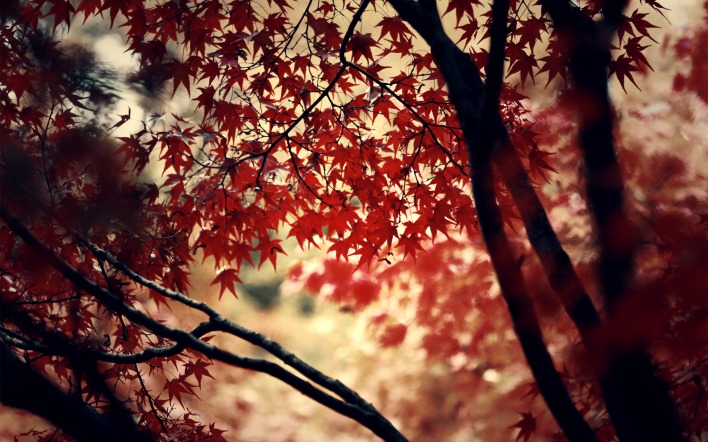 природа листья ветки деревья осень