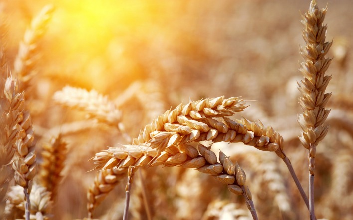 природа пшеница крупный план