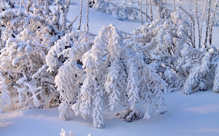 природа снег деревья ель зима лес ветки