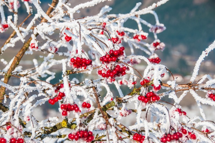 природа зима снег ягоды