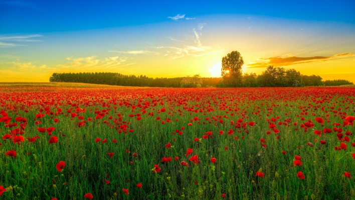 поле цветы природа солнце небо